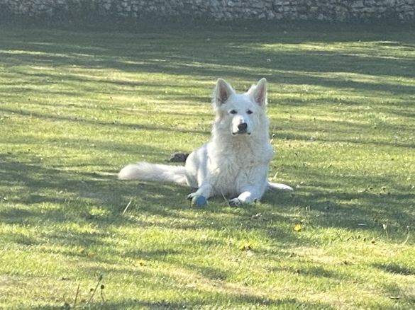 Ch. Romeo Rey Del Sol des Blancs de la Pierre Lune