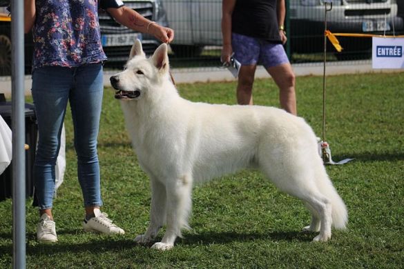 Berger blanc suisse