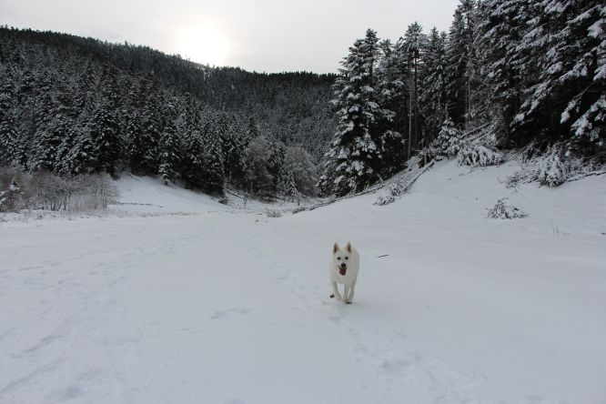 Pause hivernale 