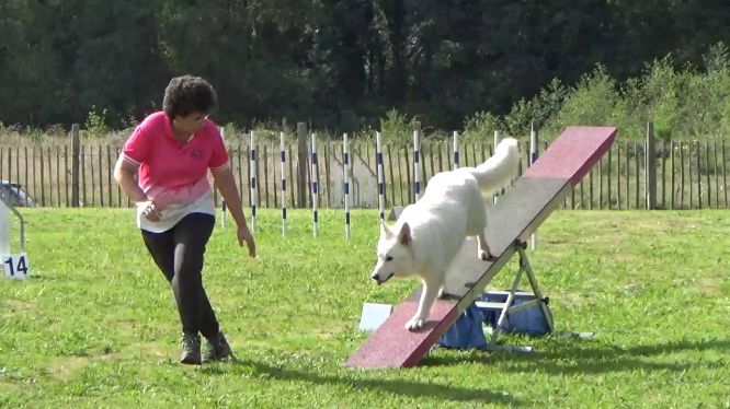 Résultats du Berger Blanc Suisse en agility