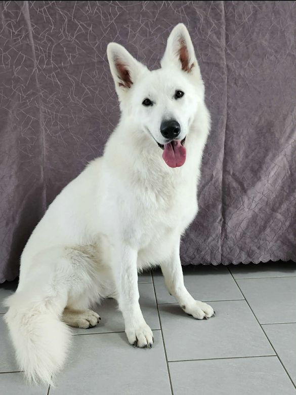 Berger blanc suisse
