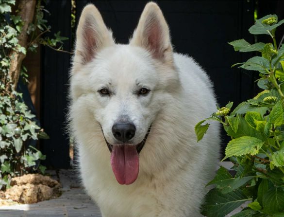Berger blanc suisse