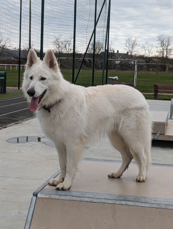 Berger blanc suisse