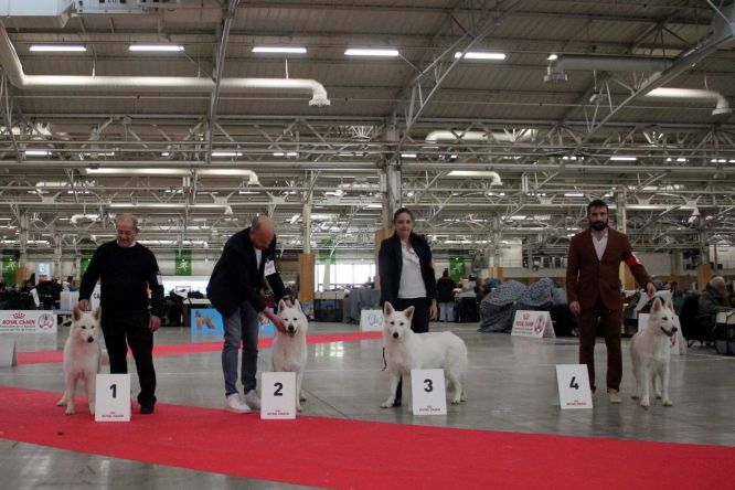 Spéciale de race ~ CACIB Paris Dog Show ~ 11 Janvier 2026  
