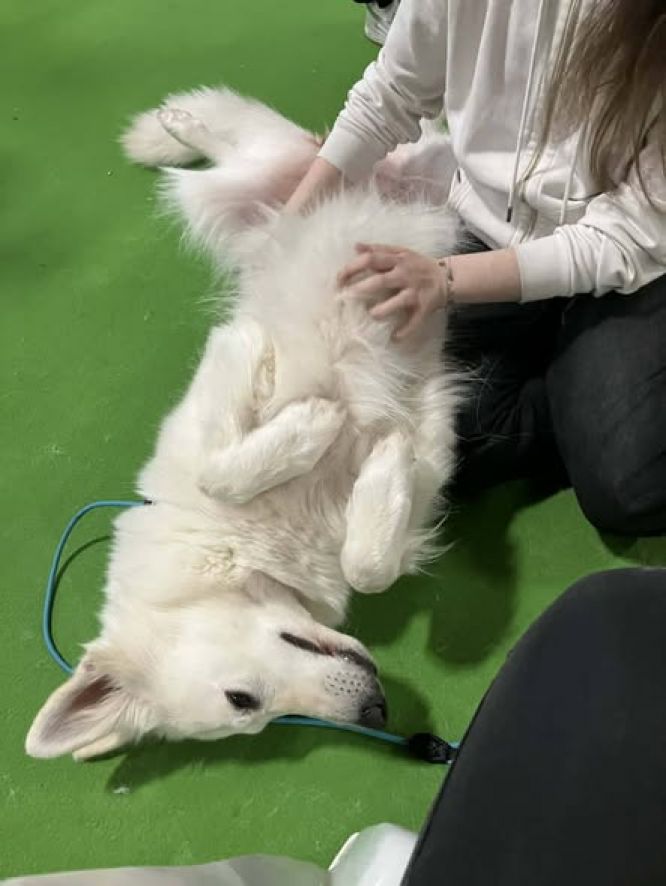 🐺🗣️ Bernadette et Véronique vous attendent au village de race du Salon de l'agriculture avec leurs fidèles bergers blancs suisses !