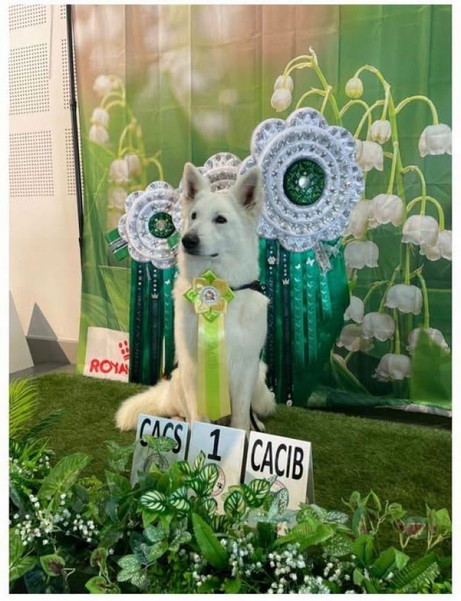 Spéciale de race ~ CACIB Valence ~ 02 Mai 2026