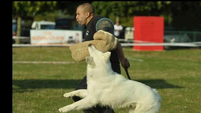 🐺👨‍⚖ Un nouveau juge testeur rejoint l'AFBB 👨‍⚖🐺